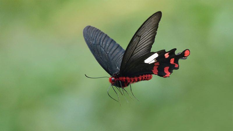 hình ảnh một con bướm xinh đẹp với đôi cánh màu đen đang bay