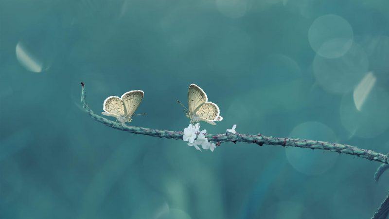 một bức ảnh đẹp về con bướm trên đám mây xanh với những bông hoa trắng