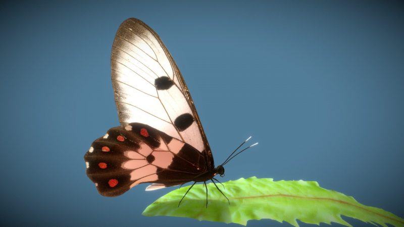 Hình ảnh con bướm xinh đậu trên lá cây