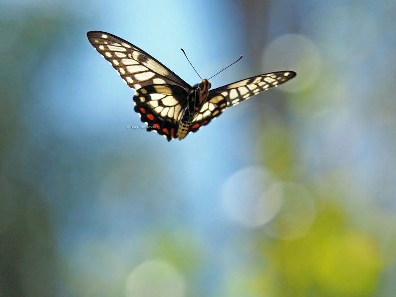 Một con bướm xinh đẹp với đôi cánh màu đỏ và trắng đang bay