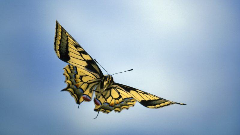 Một con bướm xinh đẹp với đôi cánh màu vàng đang bay