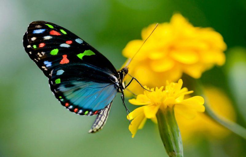 một bức tranh về một con bướm xanh xinh đẹp và những bông hoa màu vàng