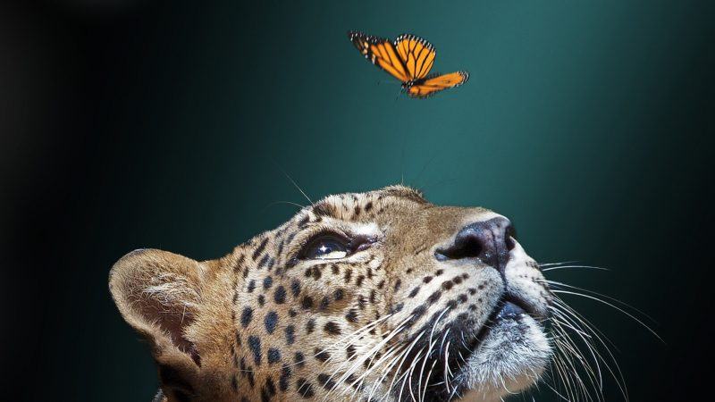 một bức tranh về một con bướm đang bay và một con hổ