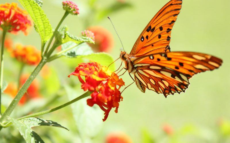 hình ảnh con bướm màu cam xinh đẹp đậu trên bông hoa màu đỏ