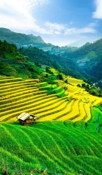 cánh đồng lúa xanh và vàng