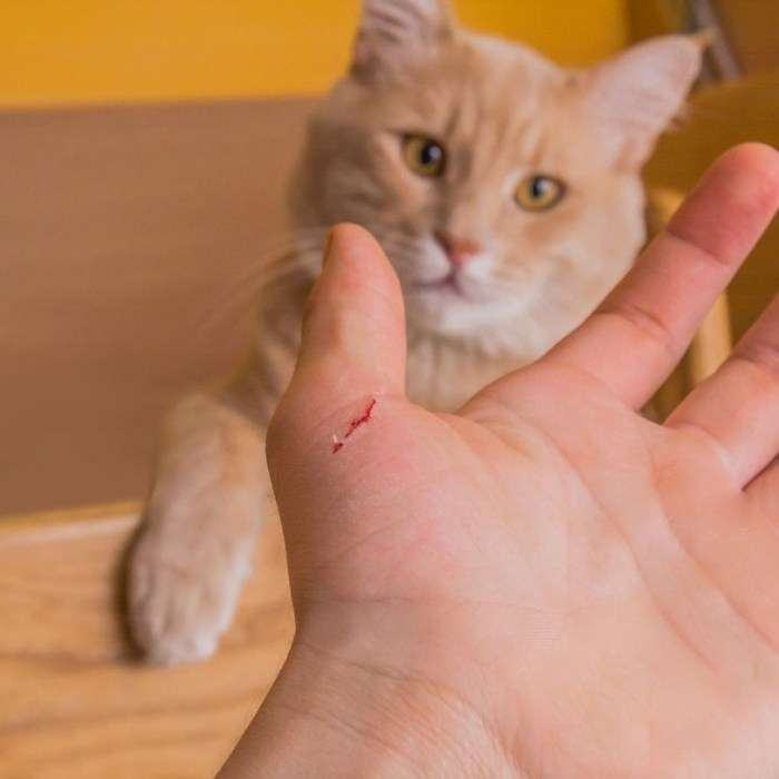 Bị mèo cắn chảy máu có sao không?