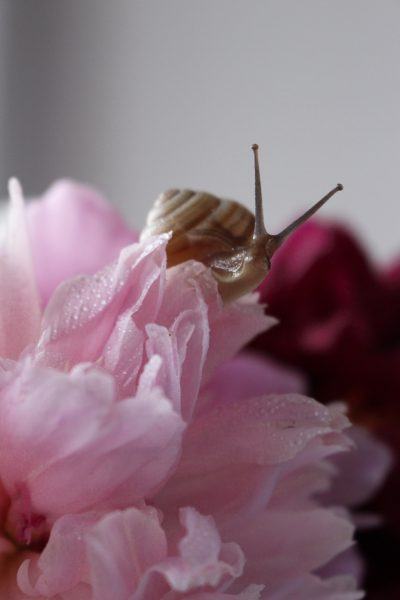 hình con ốc và cánh hoa màu hồng