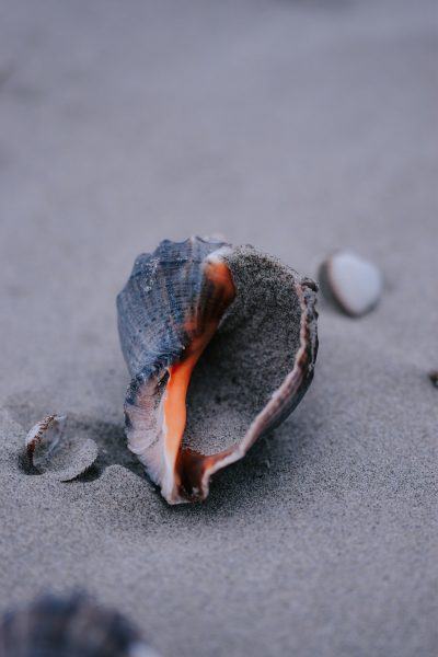 hình ảnh ốc sên trên cát