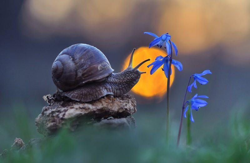 hình ảnh ốc sên và hoa xanh