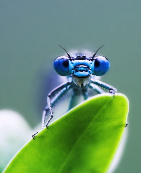 Con chuồn chuồn là một khuôn mặt màu xanh lá cây