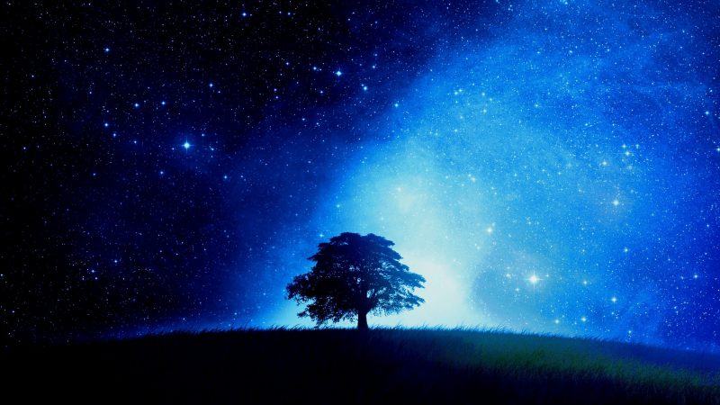 bầu trời đêm anime là hình ảnh của một cái cây cô đơn