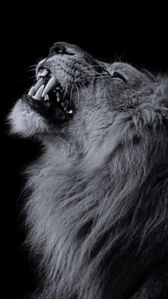 hình ảnh đen trắng của một con sư tử ngẩng đầu