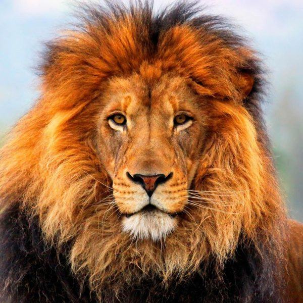 Hình ảnh sư tử đẹp