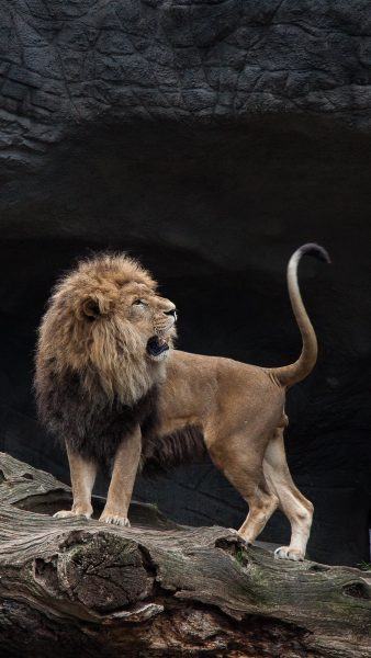 Hình ảnh sư tử đứng trước cửa hang