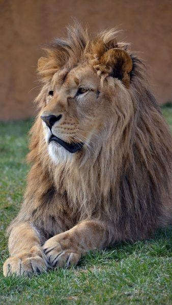 hình ảnh một con sư tử ngồi trên cỏ