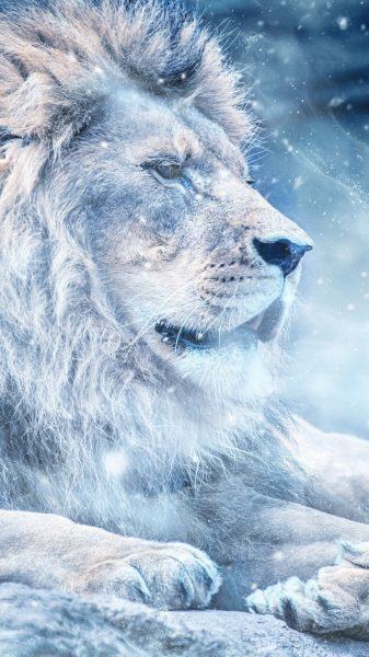 sư tử và tuyết