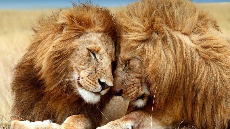 hình ảnh sư tử ôm nhau