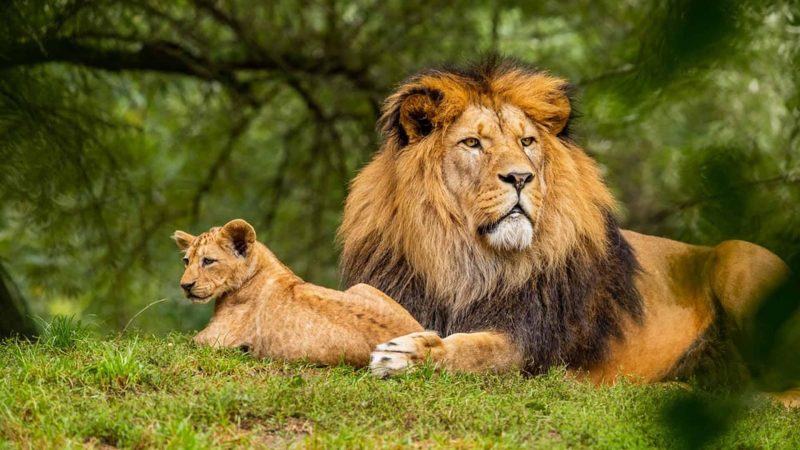 hình ảnh một con sư tử và một đứa trẻ nằm xuống