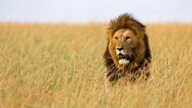 hình ảnh của một con sư tử trên cỏ khô