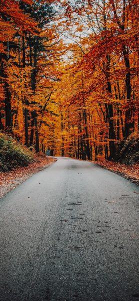 Bức tranh mùa thu của khu rừng và con đường