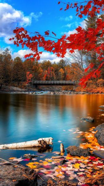 bức tranh mùa thu của một dòng sông và một cây cầu