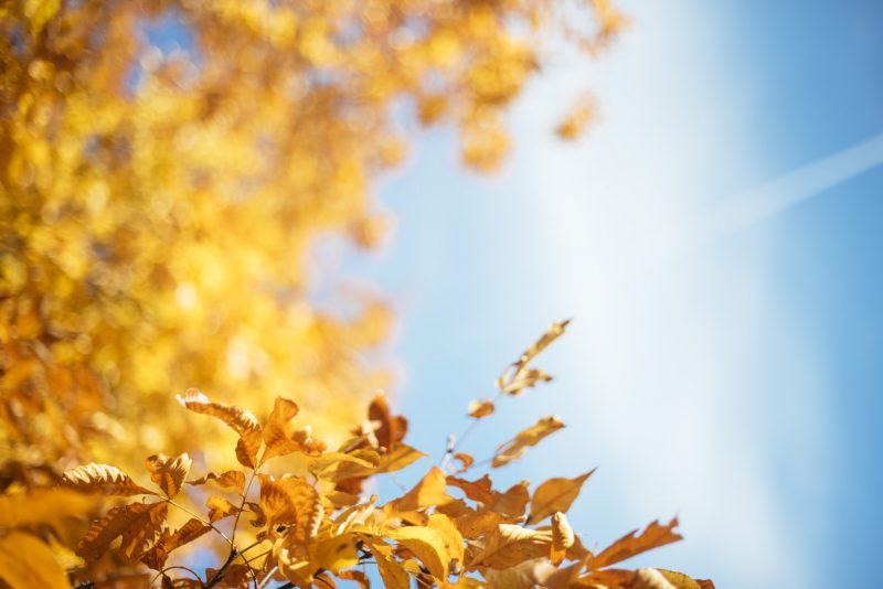 Hình nền mùa thu lá vàng dưới nắng