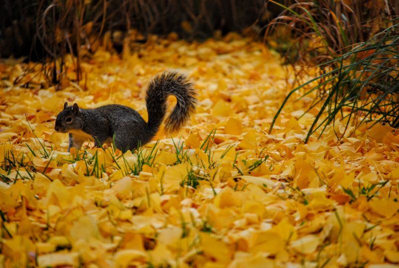 Hình nền mùa thu chú sóc trên lá vàng mùa thu