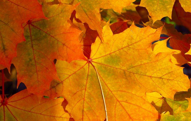 Hình nền lá phong mùa thu dưới nắng