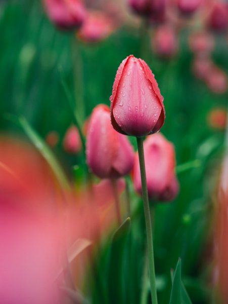 hình ảnh hoa tulip lạnh