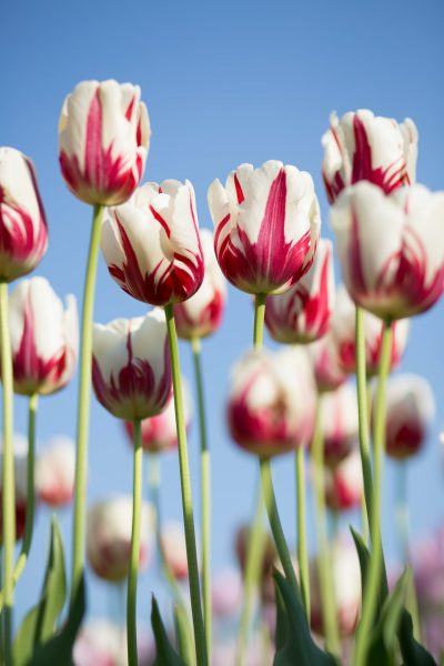 Hình ảnh hoa tulip trắng hồng đẹp