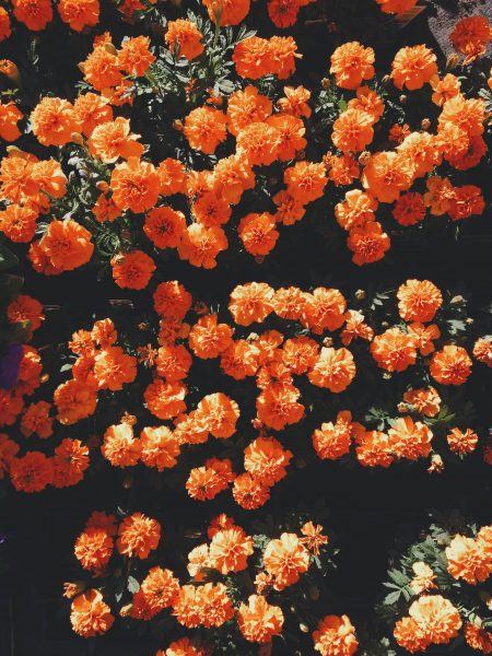 hình ảnh mát mẻ của hoa cúc màu cam