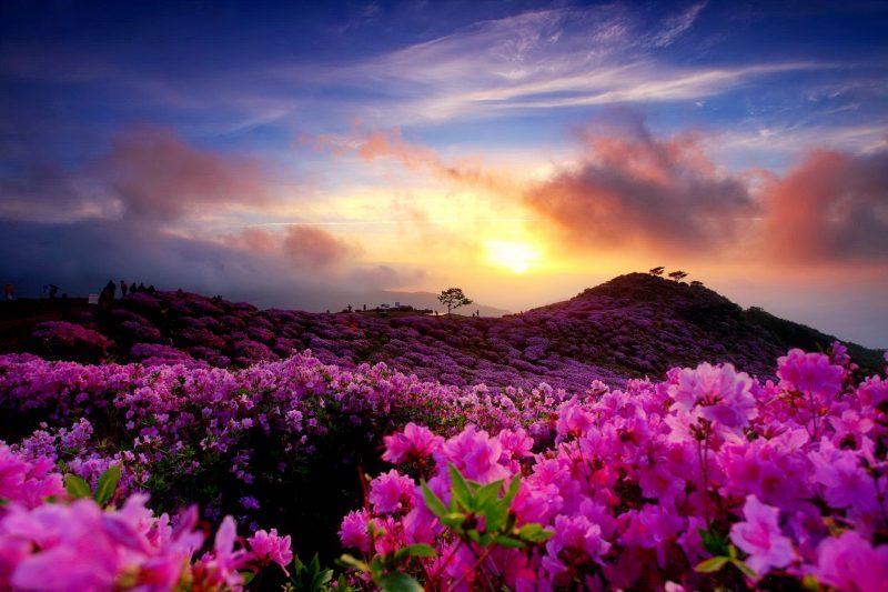 ảnh đẹp hoa hồng mọc trên núi