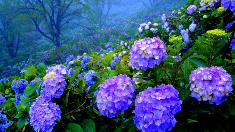 Chill những hình ảnh hoa cẩm tú cầu đẹp nhất