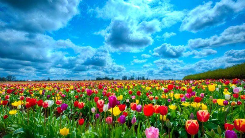 hình ảnh thư giãn của hoa tulip đẹp