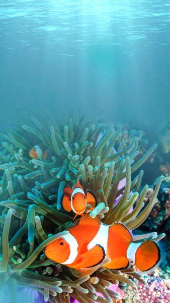 Hình ảnh cá hề và san hô