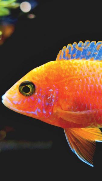 hình ảnh của một con cá màu cam với vảy màu xanh