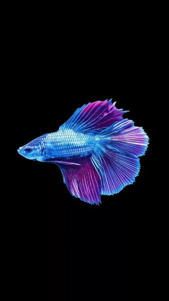 hình ảnh một con cá màu tím với ánh sáng xanh trên nền đen
