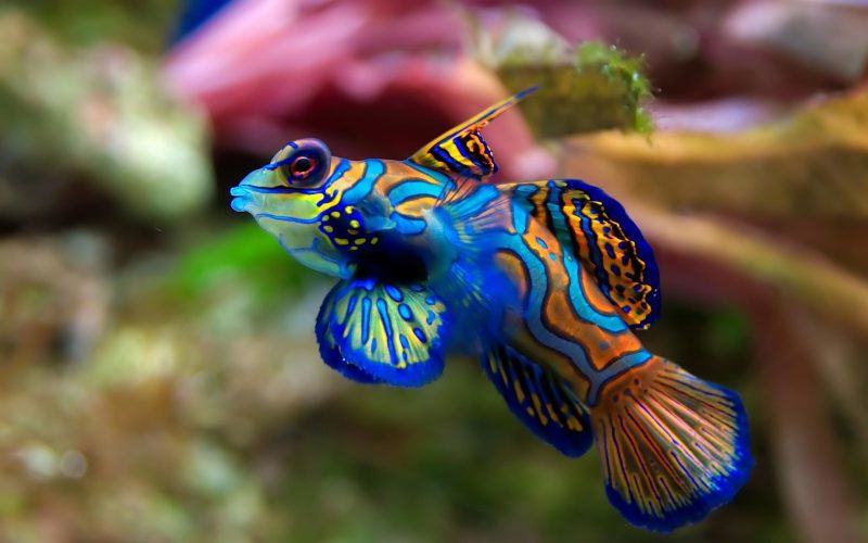 hình ảnh của một con cá màu xanh và màu cam