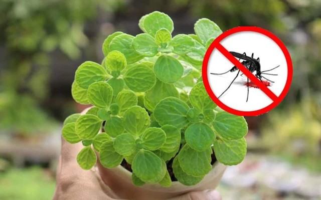 Cây đuổi muỗi là gì? Tác dụng và 12 loại cây đuổi muỗi hiệu quả nhất