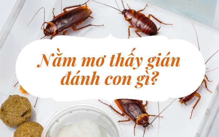 Nằm mơ thấy gián có ý nghĩa gì?