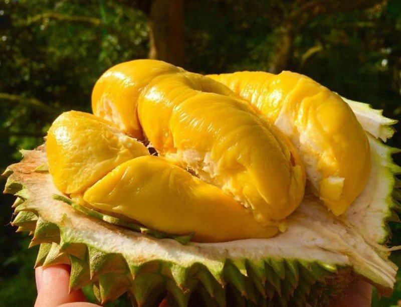 Chithunzi cha durian Ri6 4