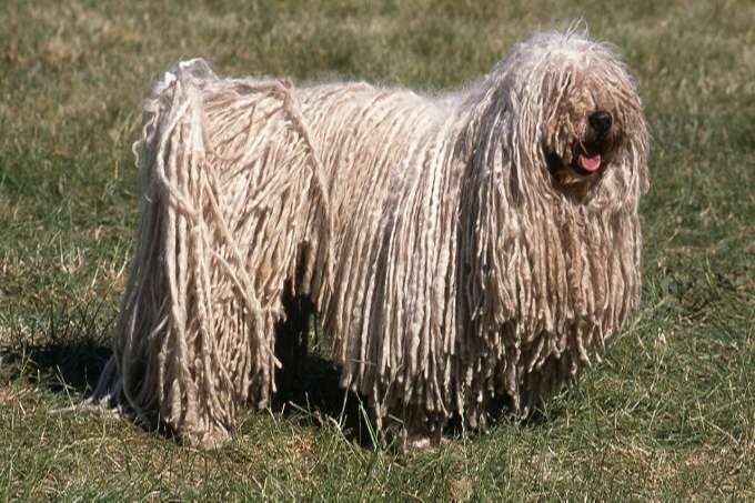 Chú chó Puli lông dài xù xì