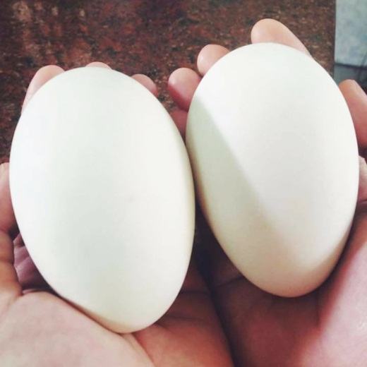 Trứng ngỗng có chất dinh dưỡng gì - trứng ngỗng có dinh dưỡng gì?