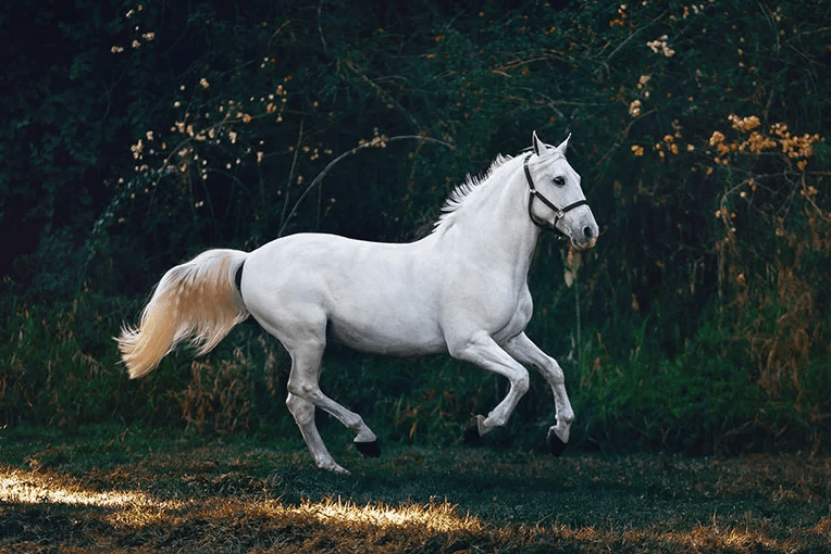   Chaka cha Horse wobadwa mu 1978 ndi chiyani?