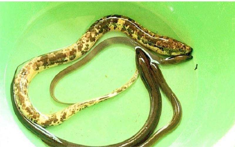 Cách phân biệt lươn đồng và lươn nuôi?
