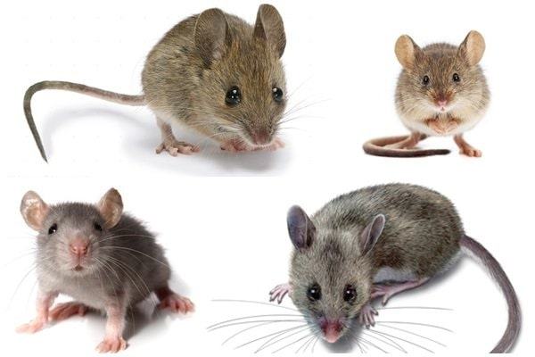 Ý nghĩa của chuột trong lịch sử