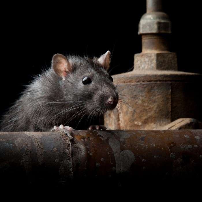 Nằm mơ thấy con chuột