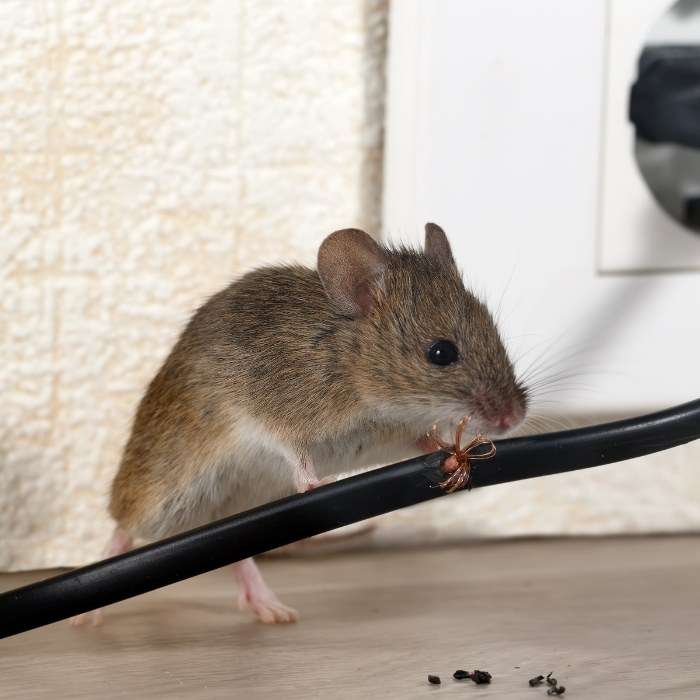 Nằm mơ thấy chuột đập phá đồ đạc