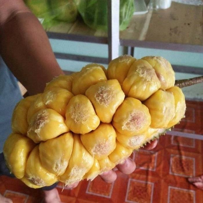 Jackfruit Wachikazi Long Khanh Dong Nai