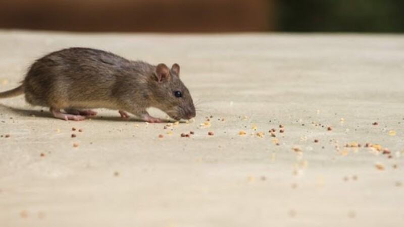 Đuổi chuột ra khỏi nhà bằng dầu trăn